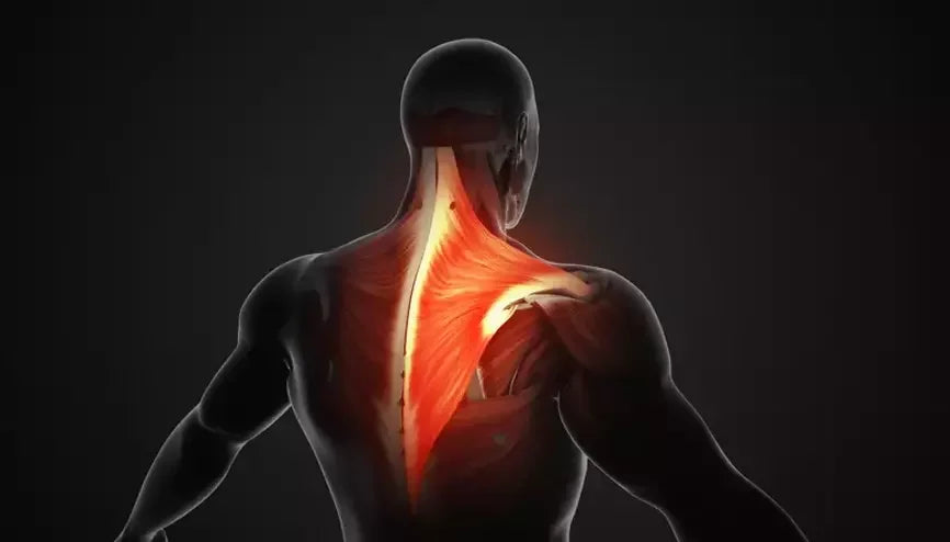 Building Impressive Trapezius Muscles: Science-Backed Strategies and Exercises